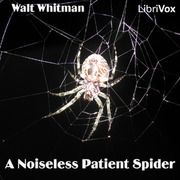 Araña paciente y silenciosa